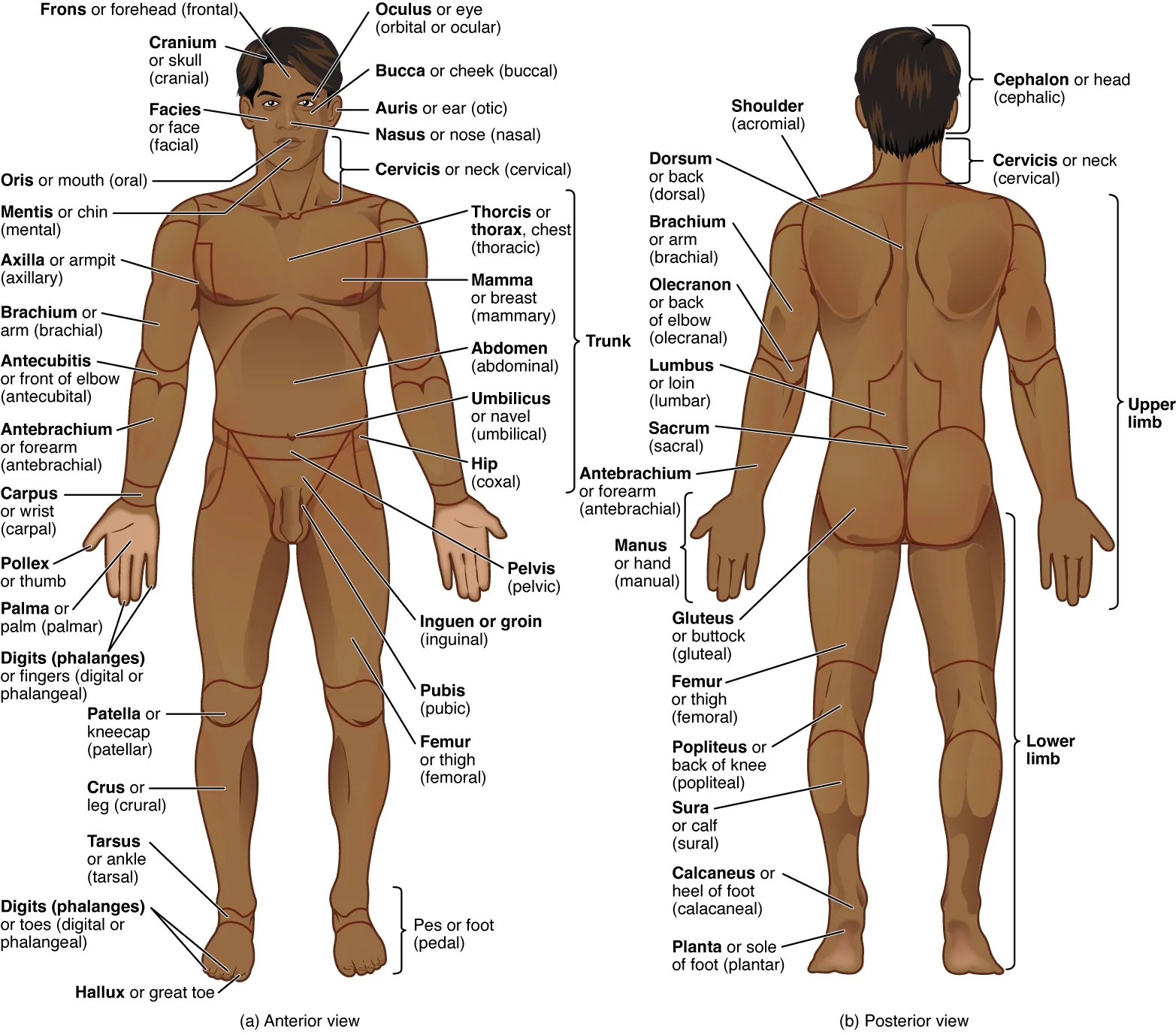 1 4 Anatomical Terminology Anatomy amp Physiology 2e