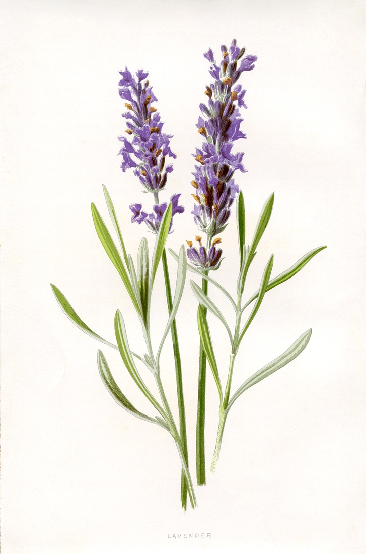 Printable Images Of Vintage Flowers