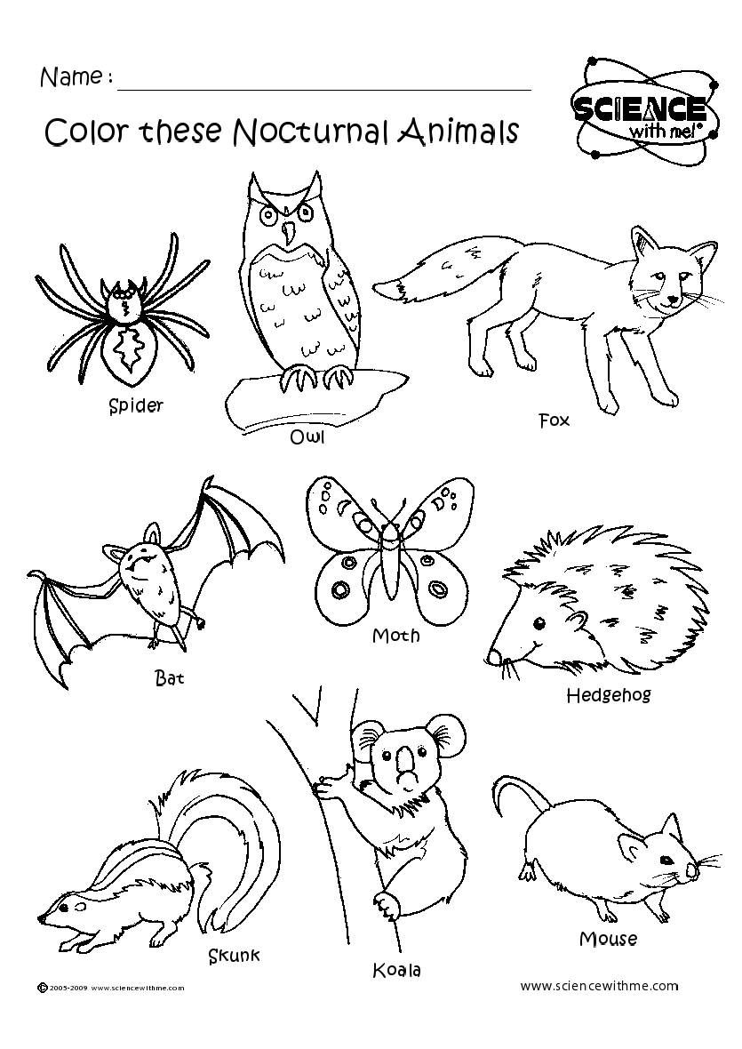 7 Nocturnal Animals Ideas Nocturnal Animals Animals Creatures 
