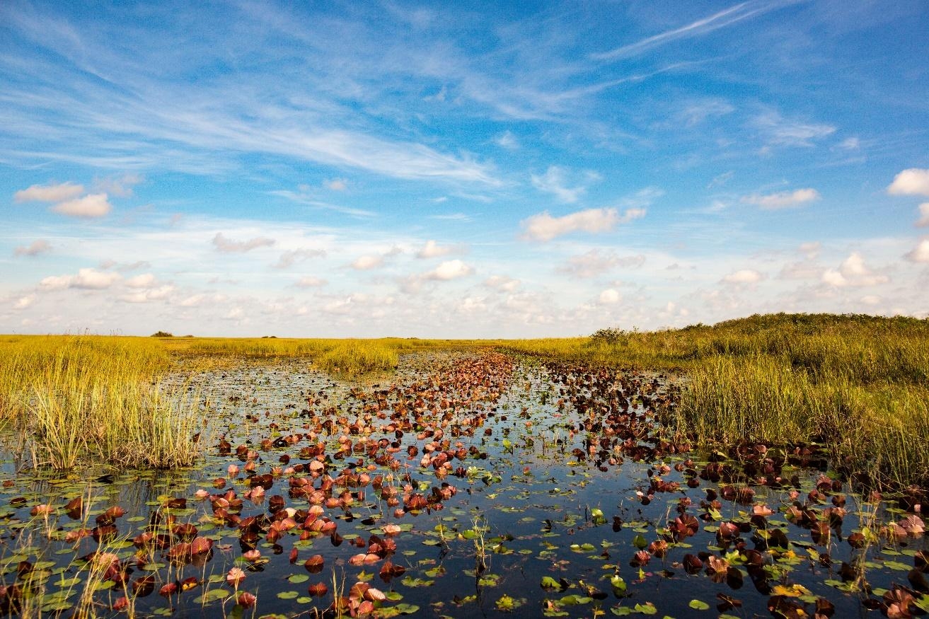 8 Facts You Didn t Know About America s Everglades And Why We 