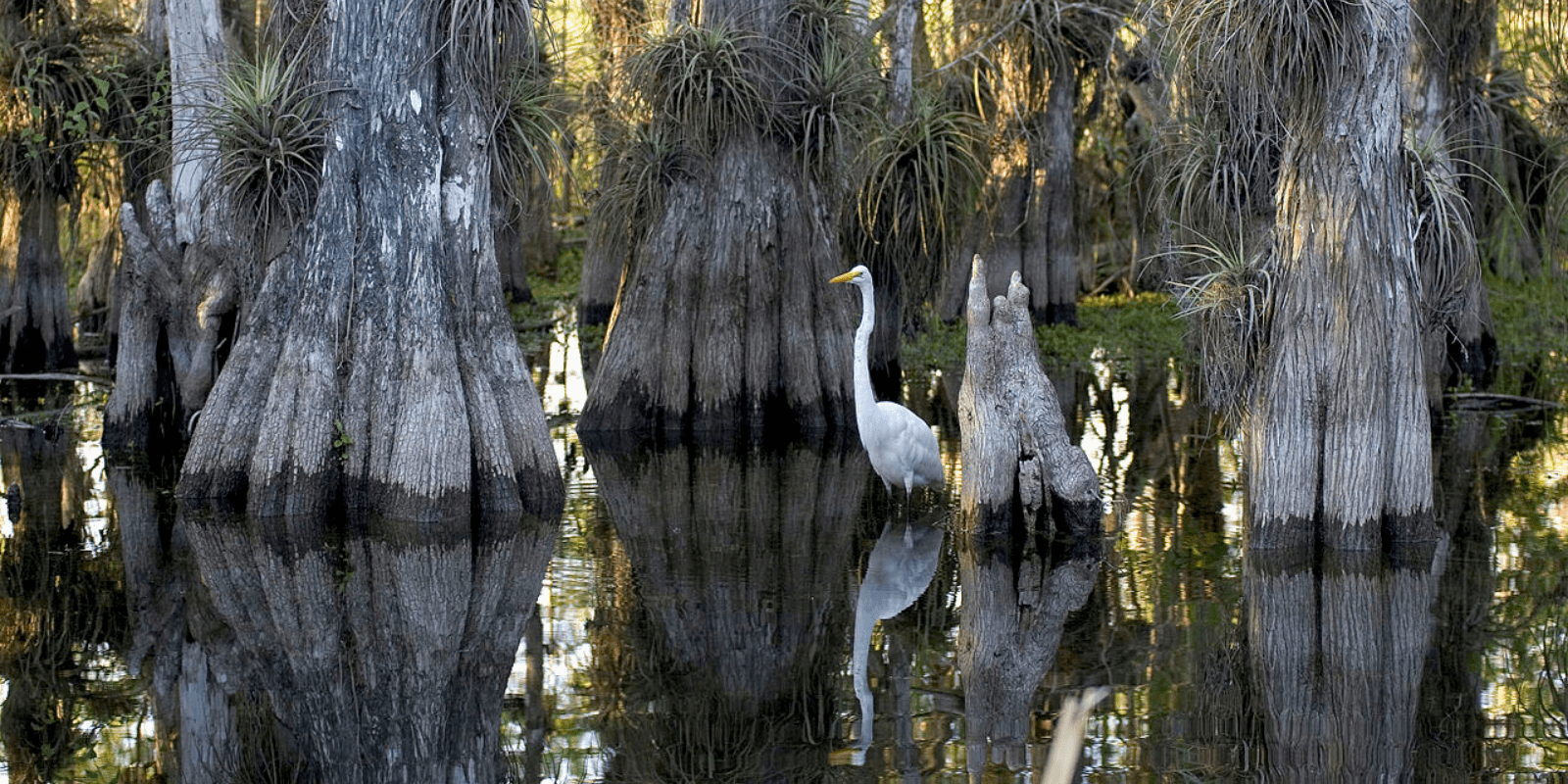 8 Facts You Didn t Know About America s Everglades And Why We 
