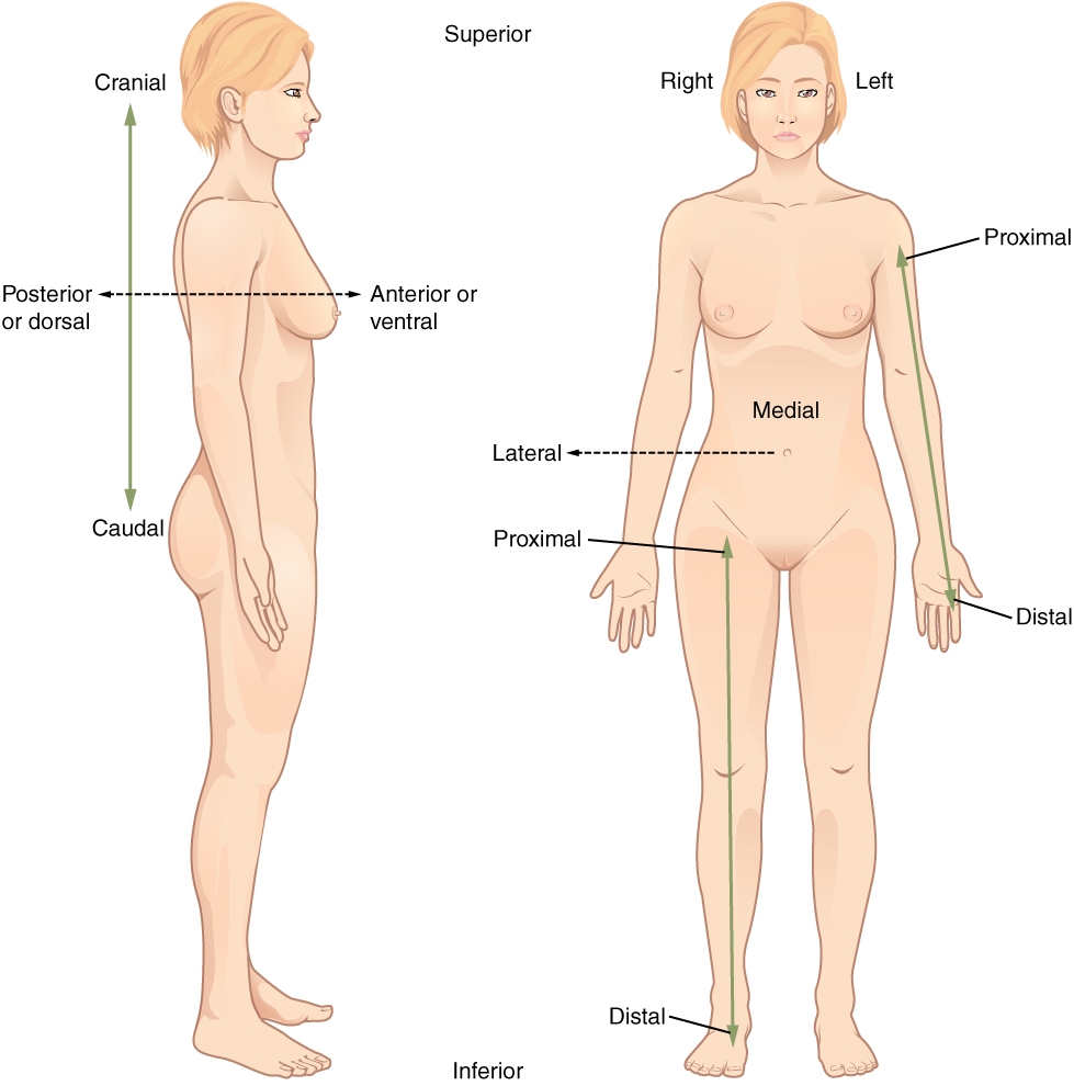 Labeling Regions Of The Body