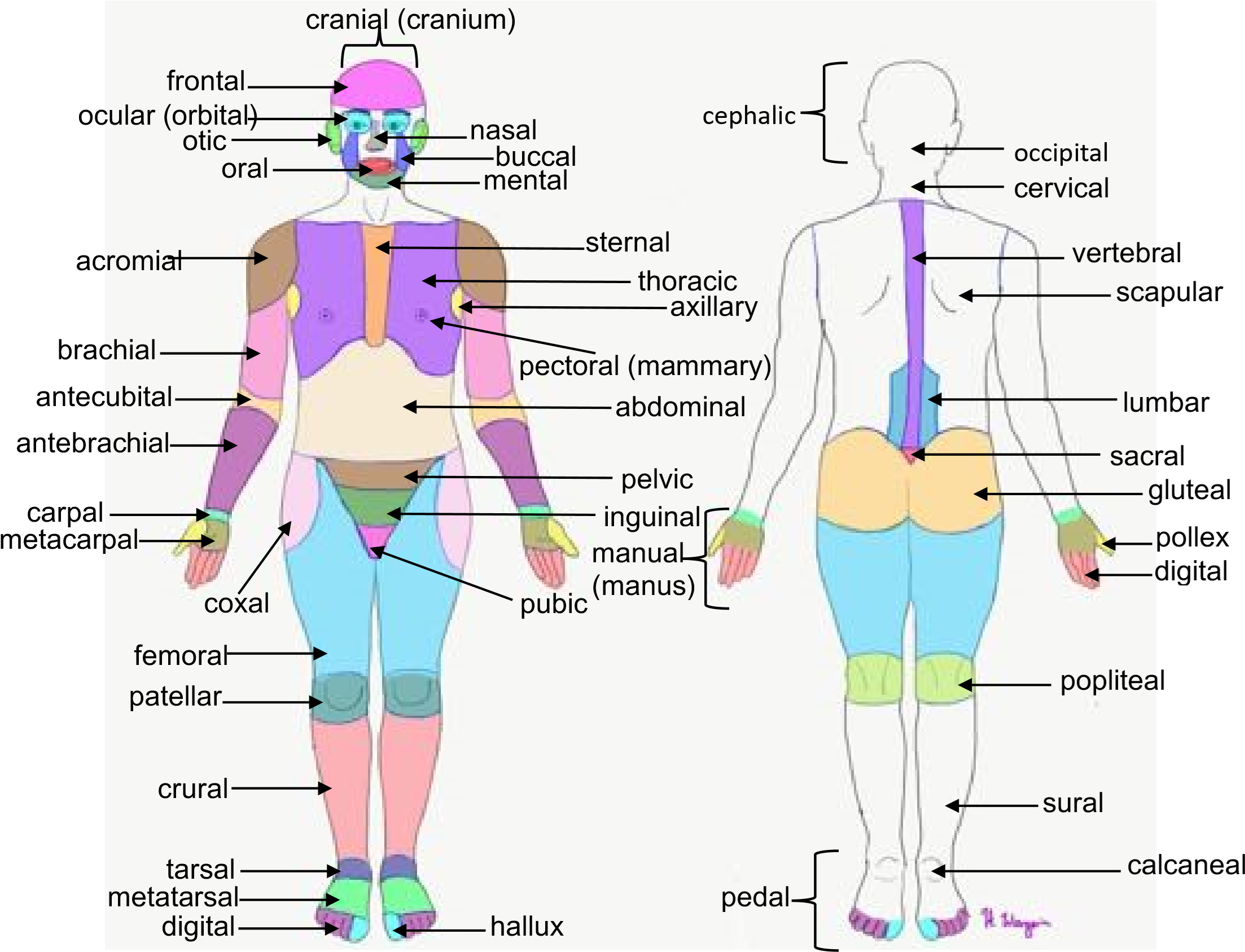 Anatomical Terminology And Organ Systems Lab Anatomy And 