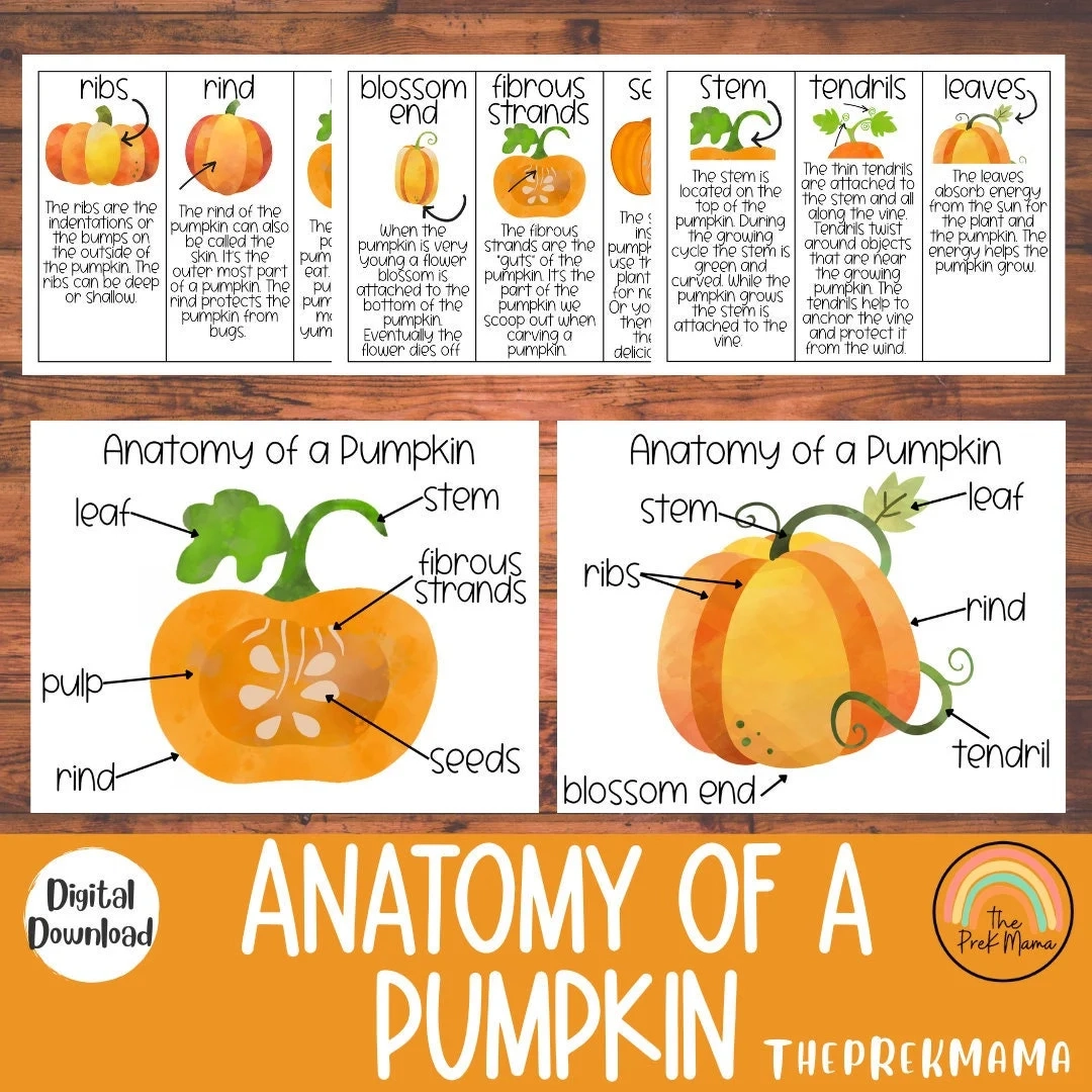 Anatomy Of A Pumpkin Preschool Printable Montessori Materials 