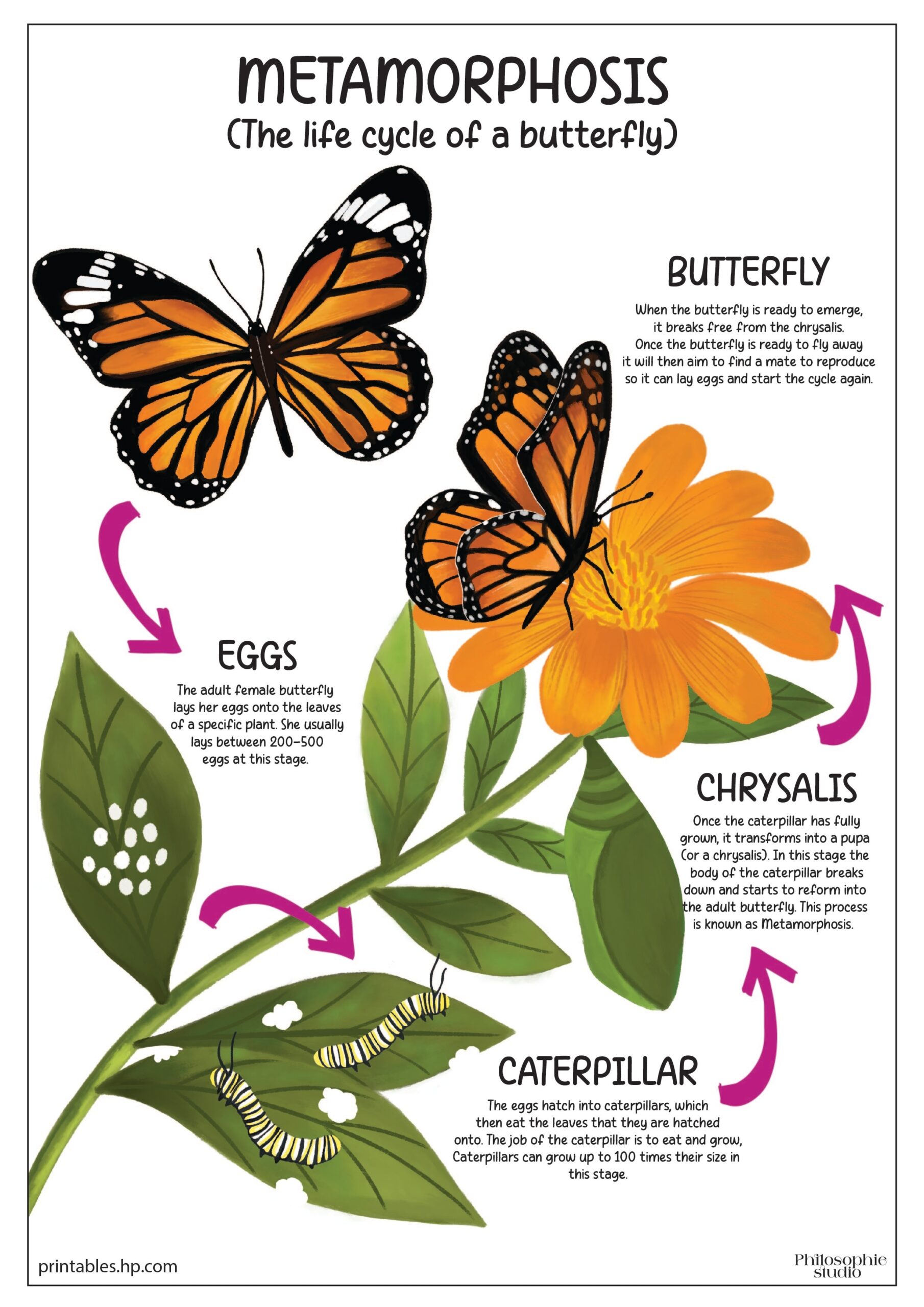 Back To School The Life Cycle Of A Butterfly Printables Free 
