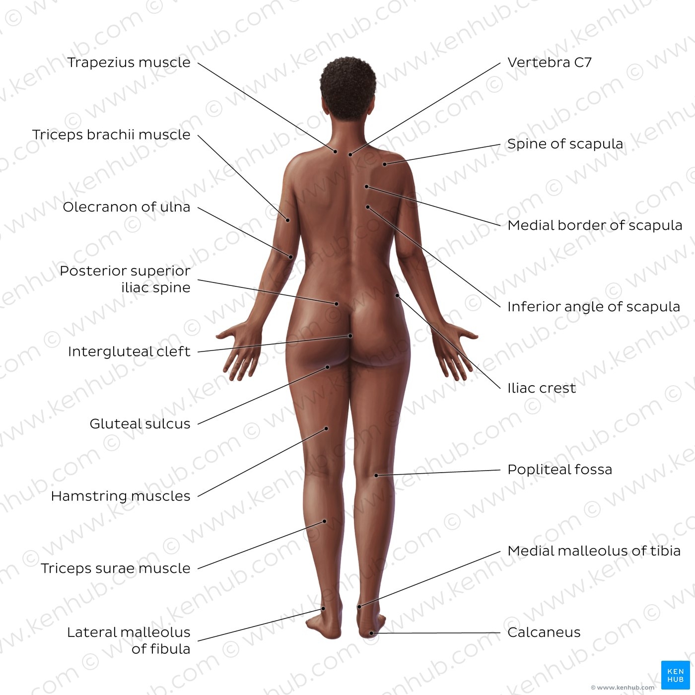 Basic Anatomy Terminology Organ Systems Major Vessels Kenhub