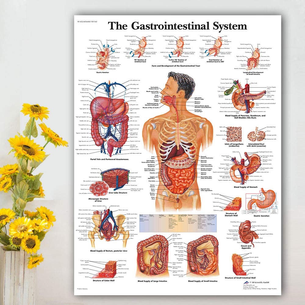 Bilder Poster Gem lde Magen Darm System Diagramm Poster Karte Leinwand Malerei Wandbilder F r Die Medizinische Ausbildung rzte B ro Klassenzimmer 