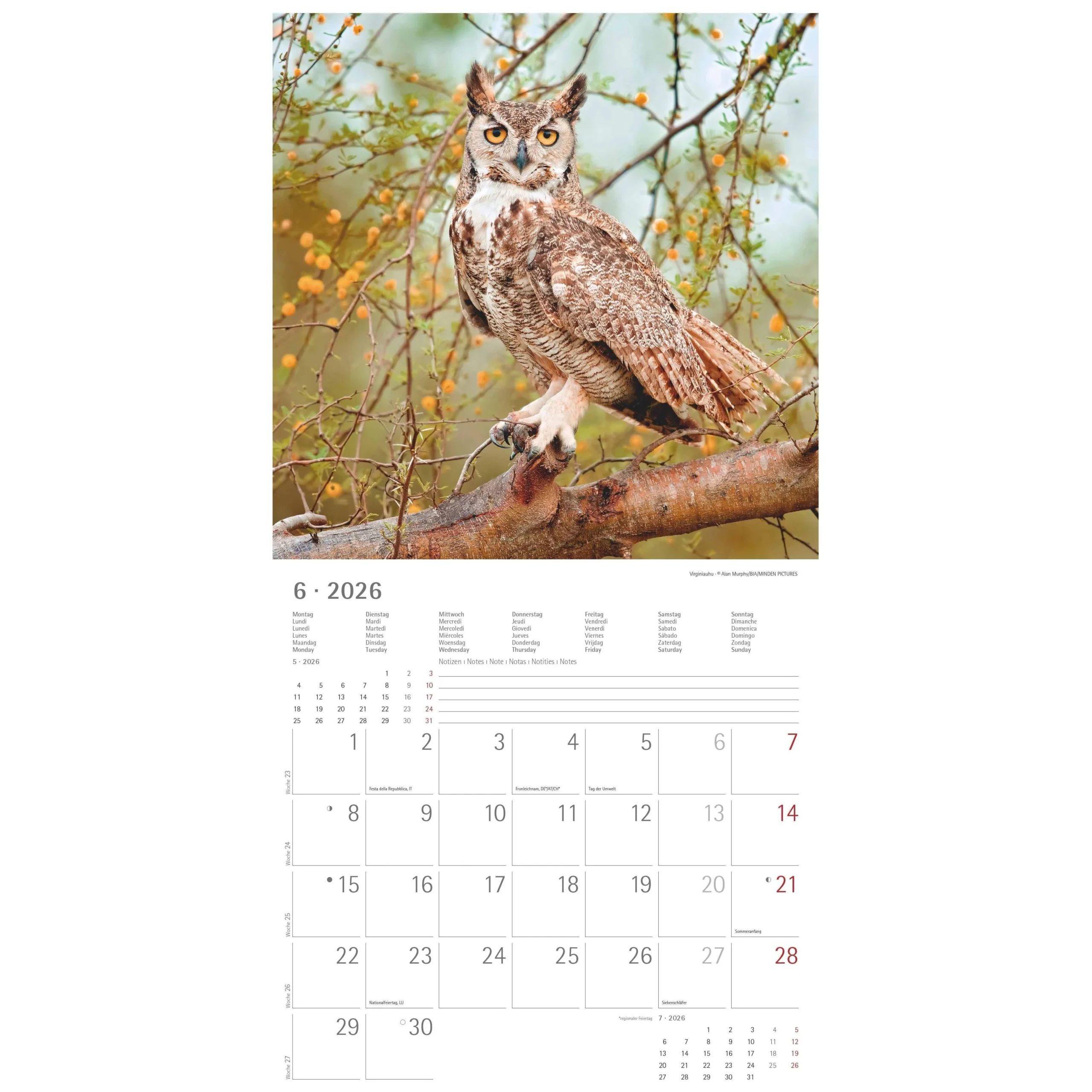 Buy The 2026 Owl Calendar At A Great Price Kalendersale de