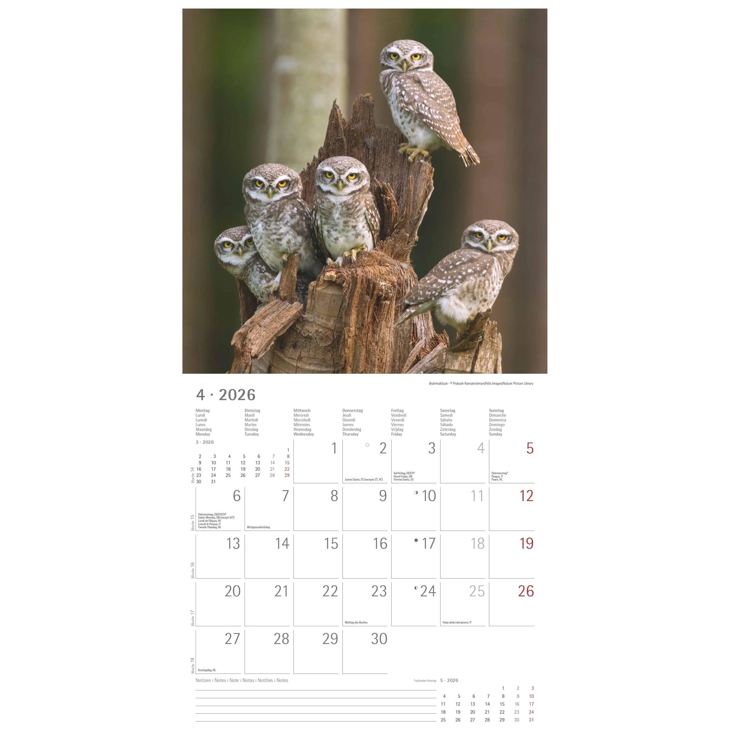 Buy The 2026 Owl Calendar At A Great Price Kalendersale de