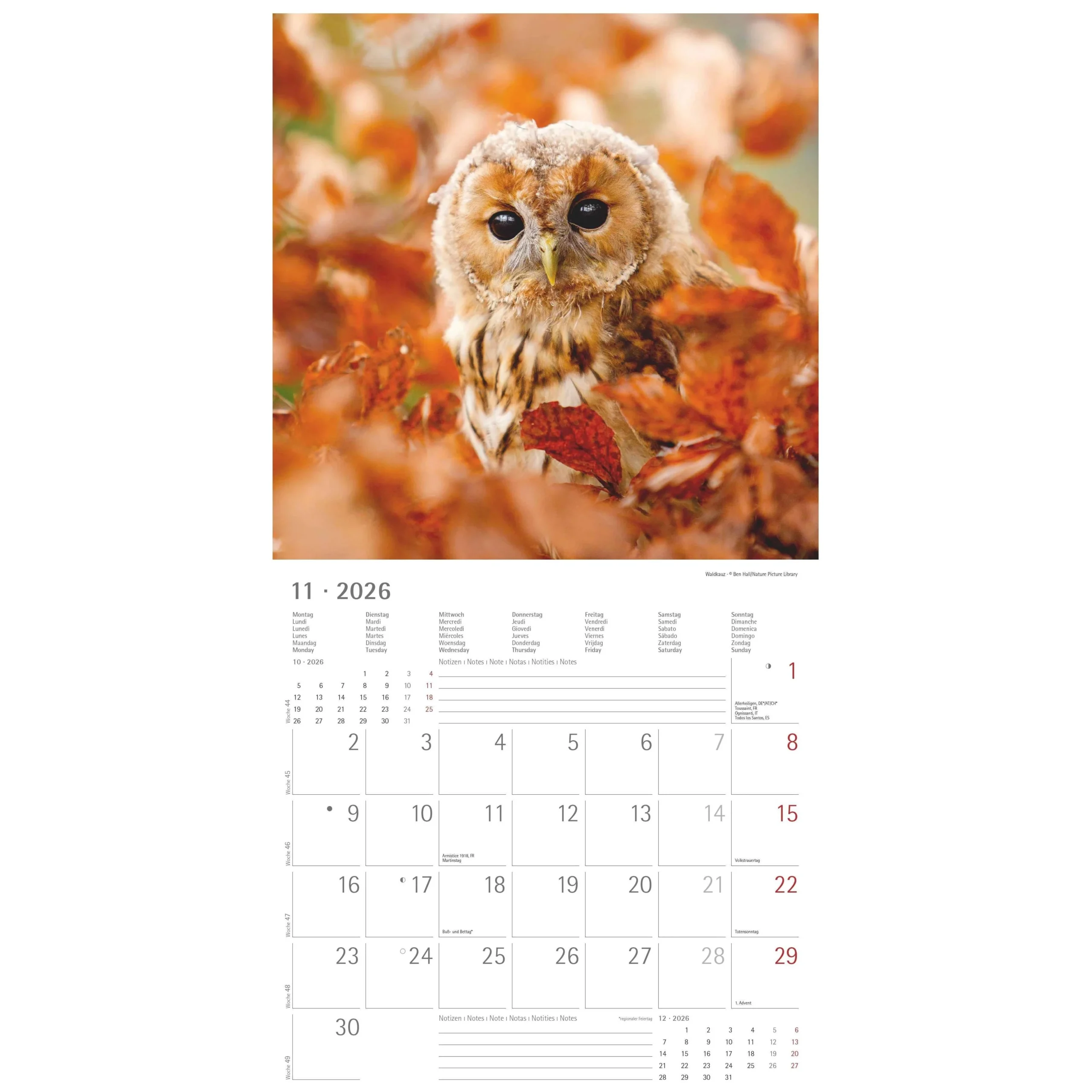 Buy The 2026 Owl Calendar At A Great Price Kalendersale de