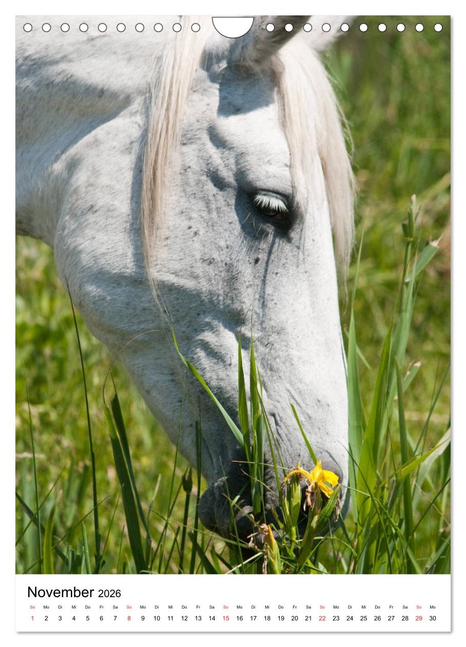 Camargue Pferde Wei e M hnen