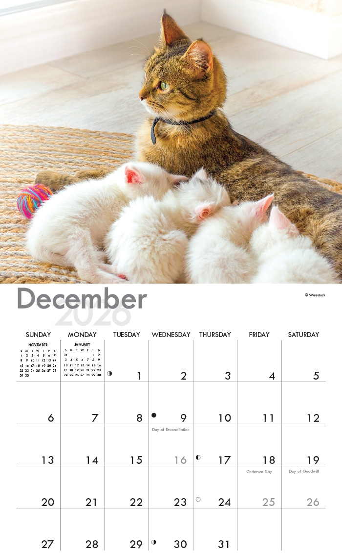 Cats amp Kittens A4 Wall Calendar 2026 Calendar Shop