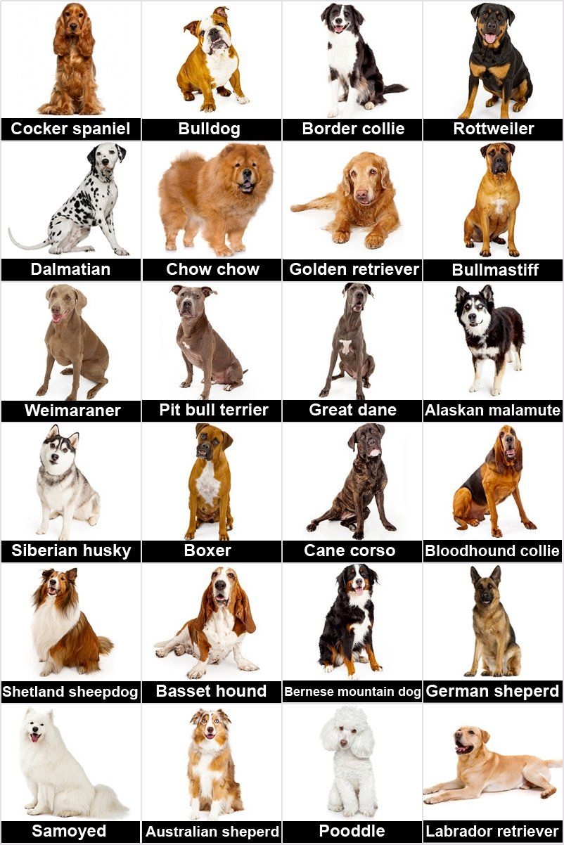 Discover 8 Dog And Dog Games Ideas Dog Breeds Dogs Dog Themed 