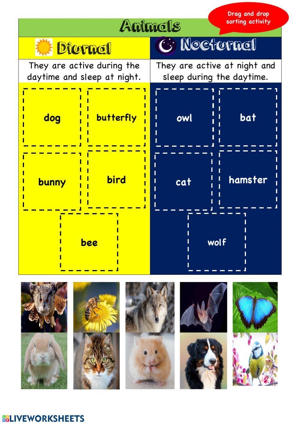 Diurnal And Noc Free Interactive Worksheets 148528