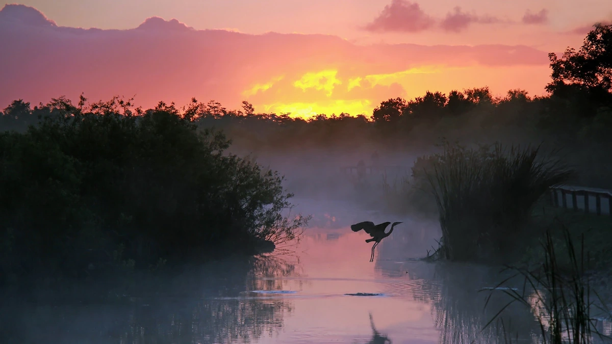 Everglades National Park National Geographic Kids