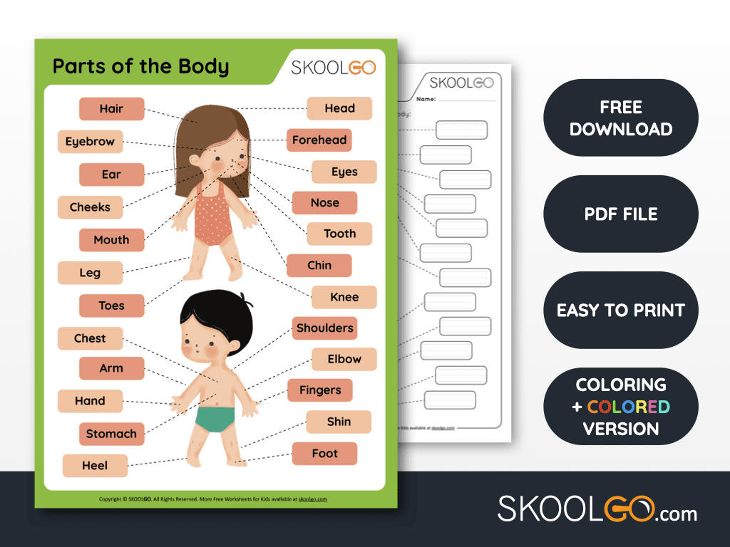 Free Printable Human Body Worksheets For Kids