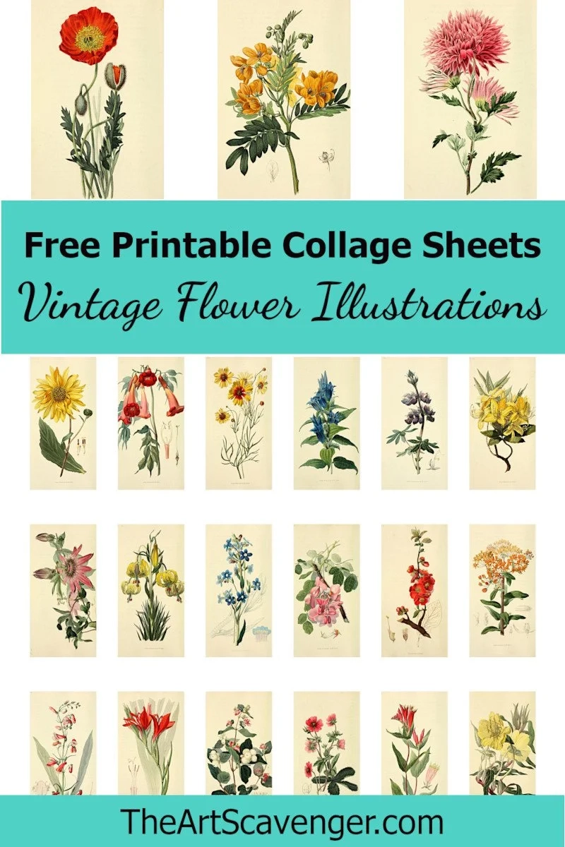 Free Vintage Flower Illustration Collage Sheet Printables The 
