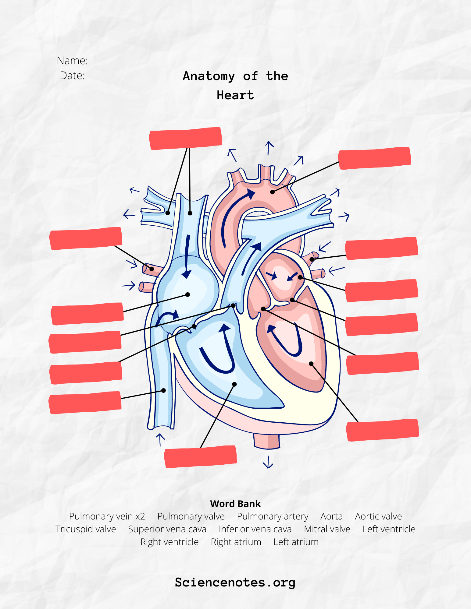 Anatomy And Physiology Free Printables