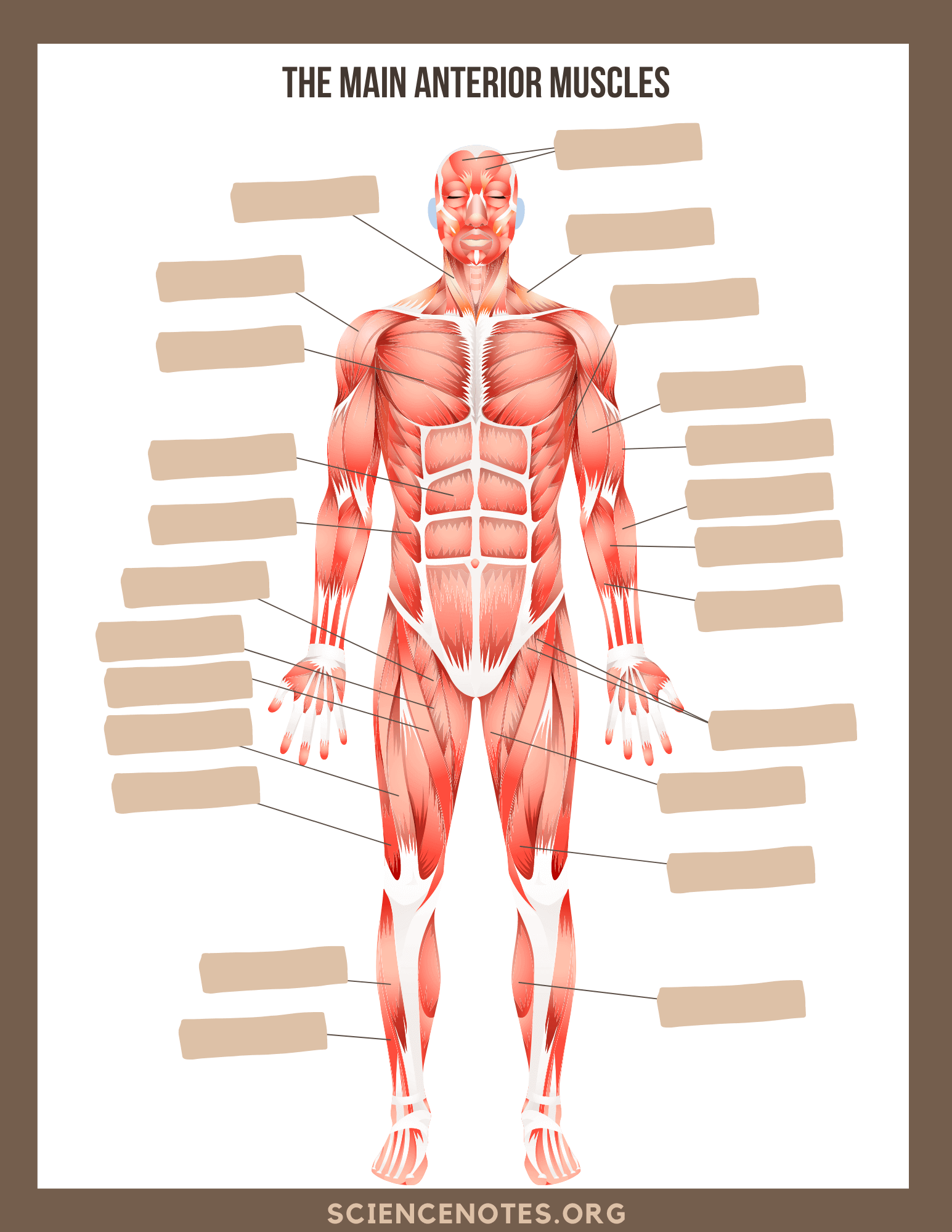 Free Printable Body Anatomy