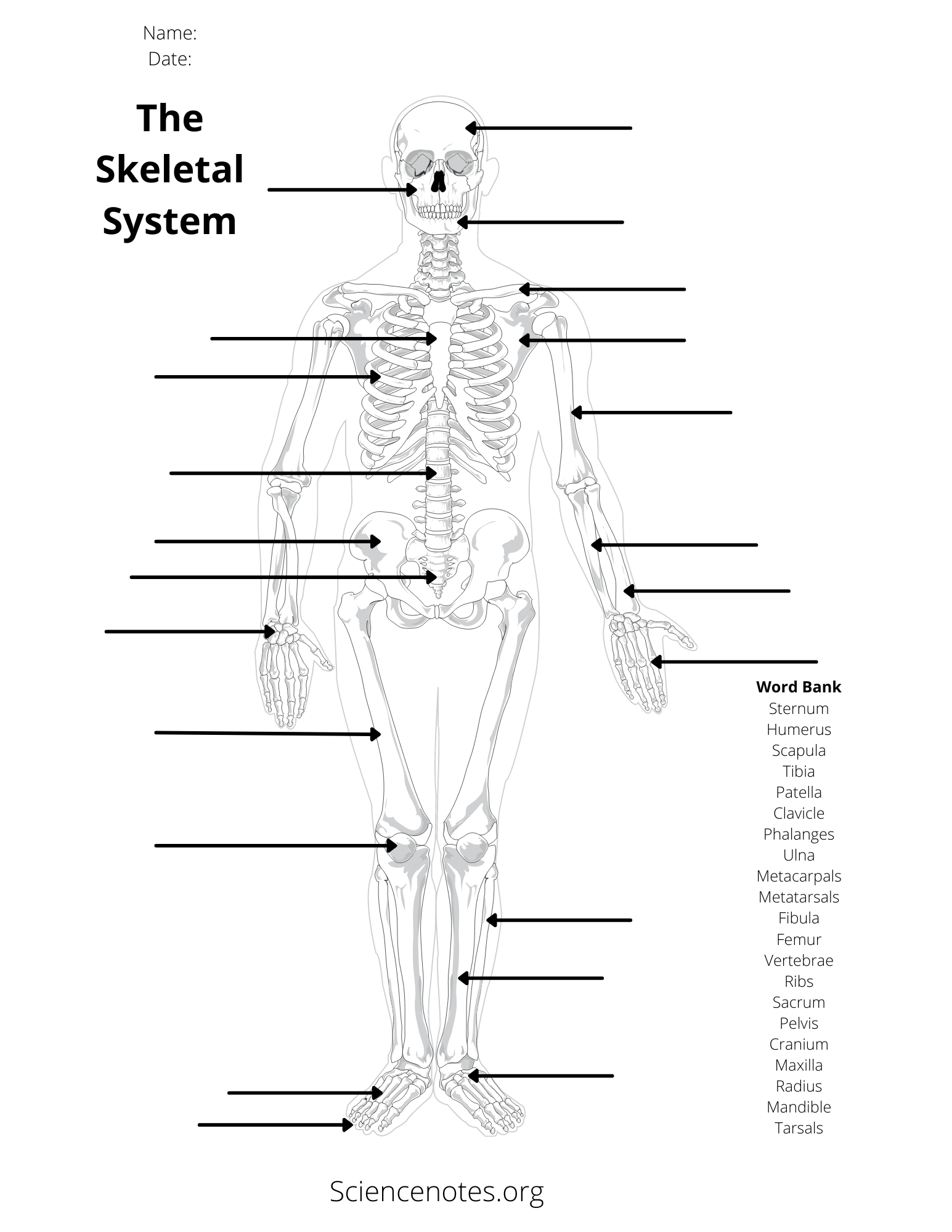 Skeletal System Printable Worksheet