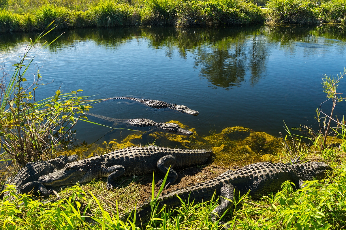 Facts About The Everglades For Kids
