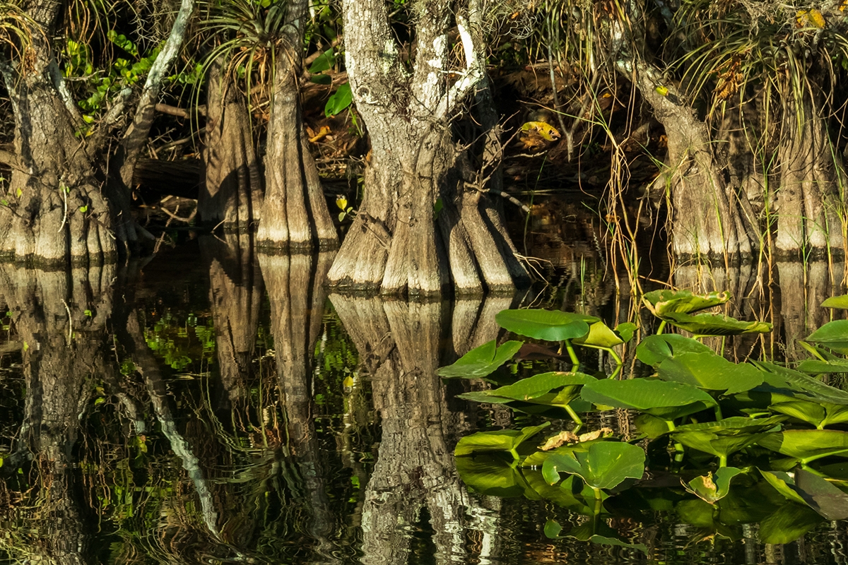 Key Everglades National Park Facts For Nature Lovers