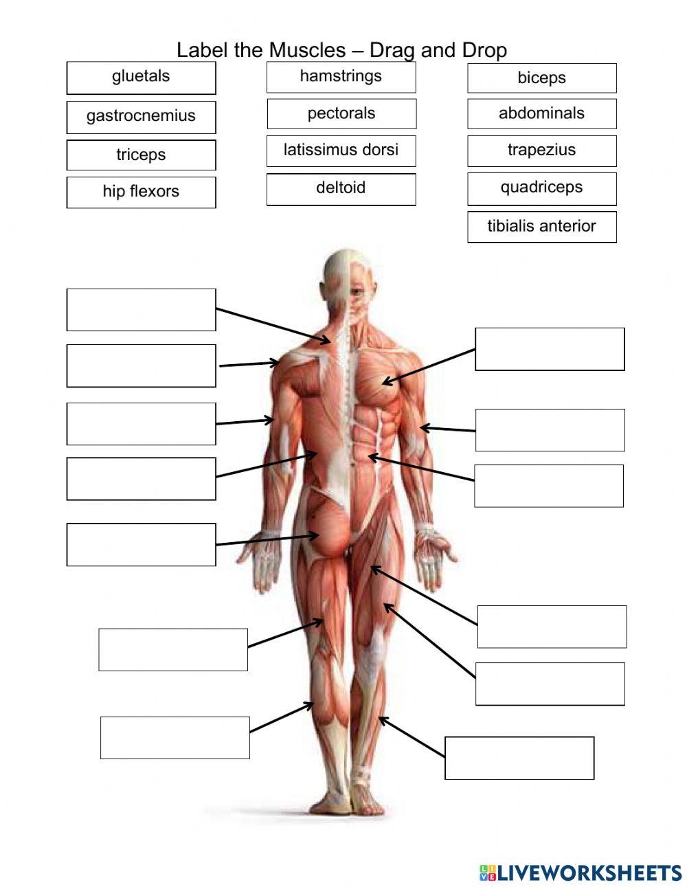 Label The Muscles Drag And Drop Worksheet Live Worksheets 