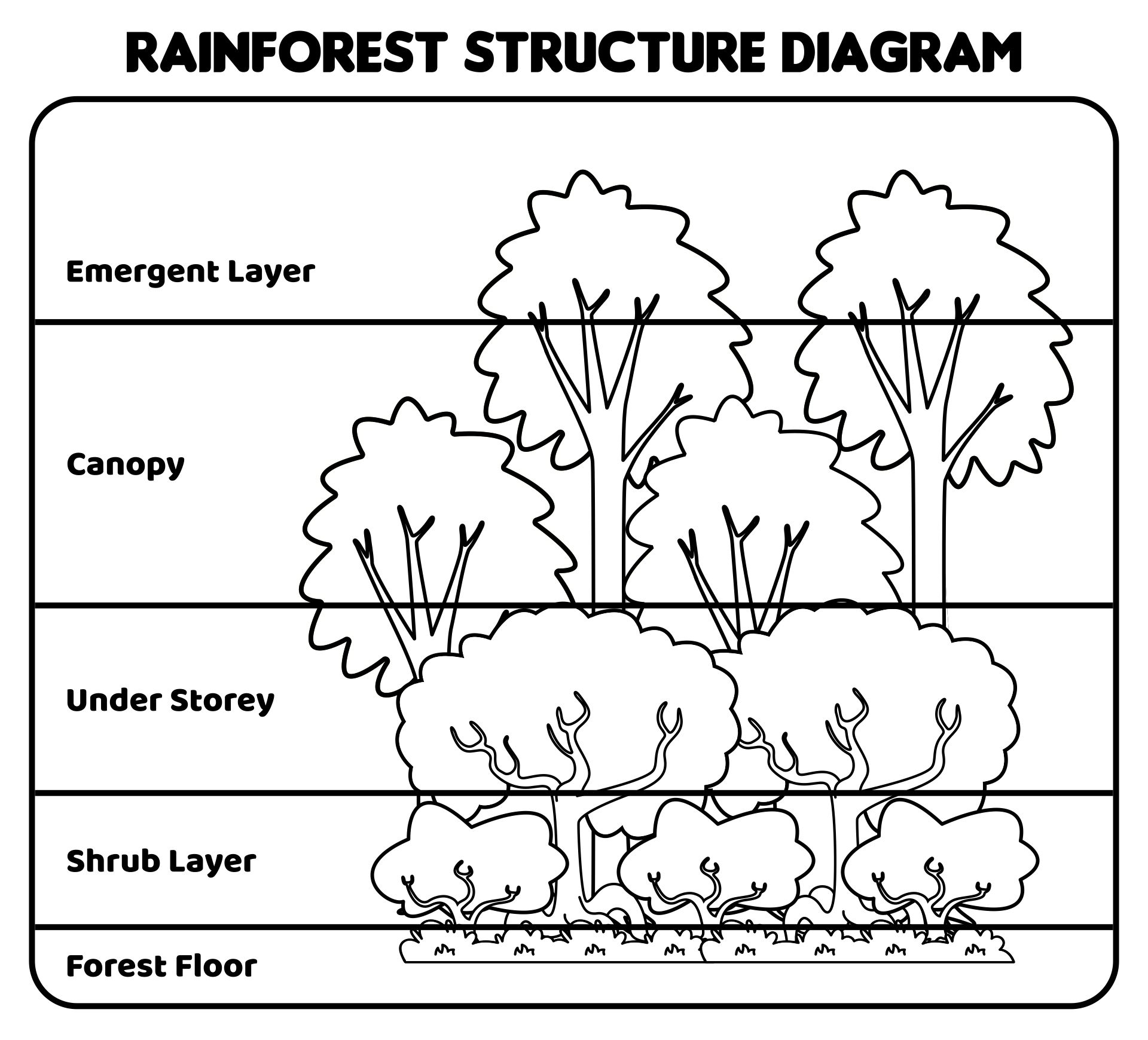 Layers Of The Rainforest Free Printable