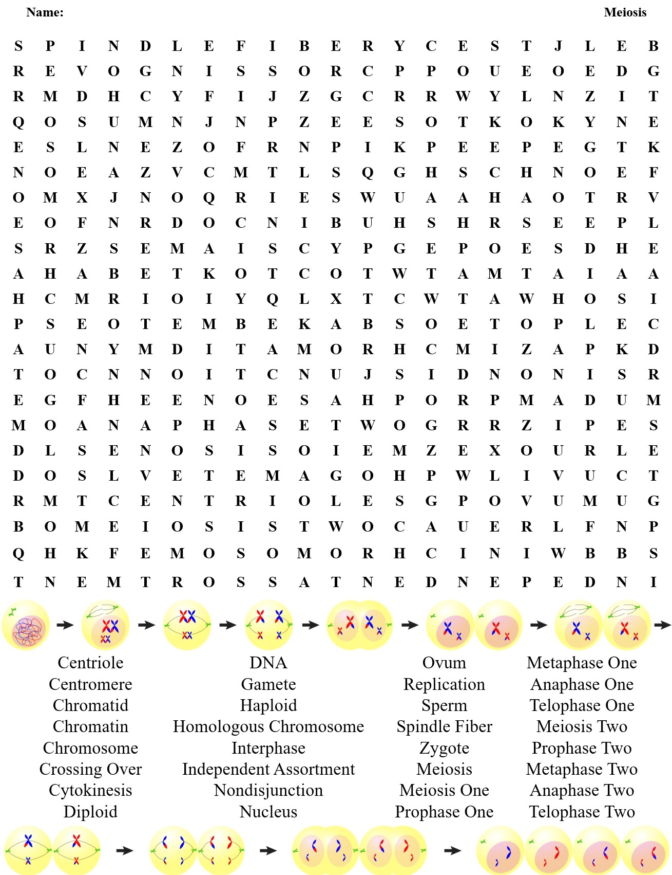 Meiosis Crossword And Word Search Teaching Resources