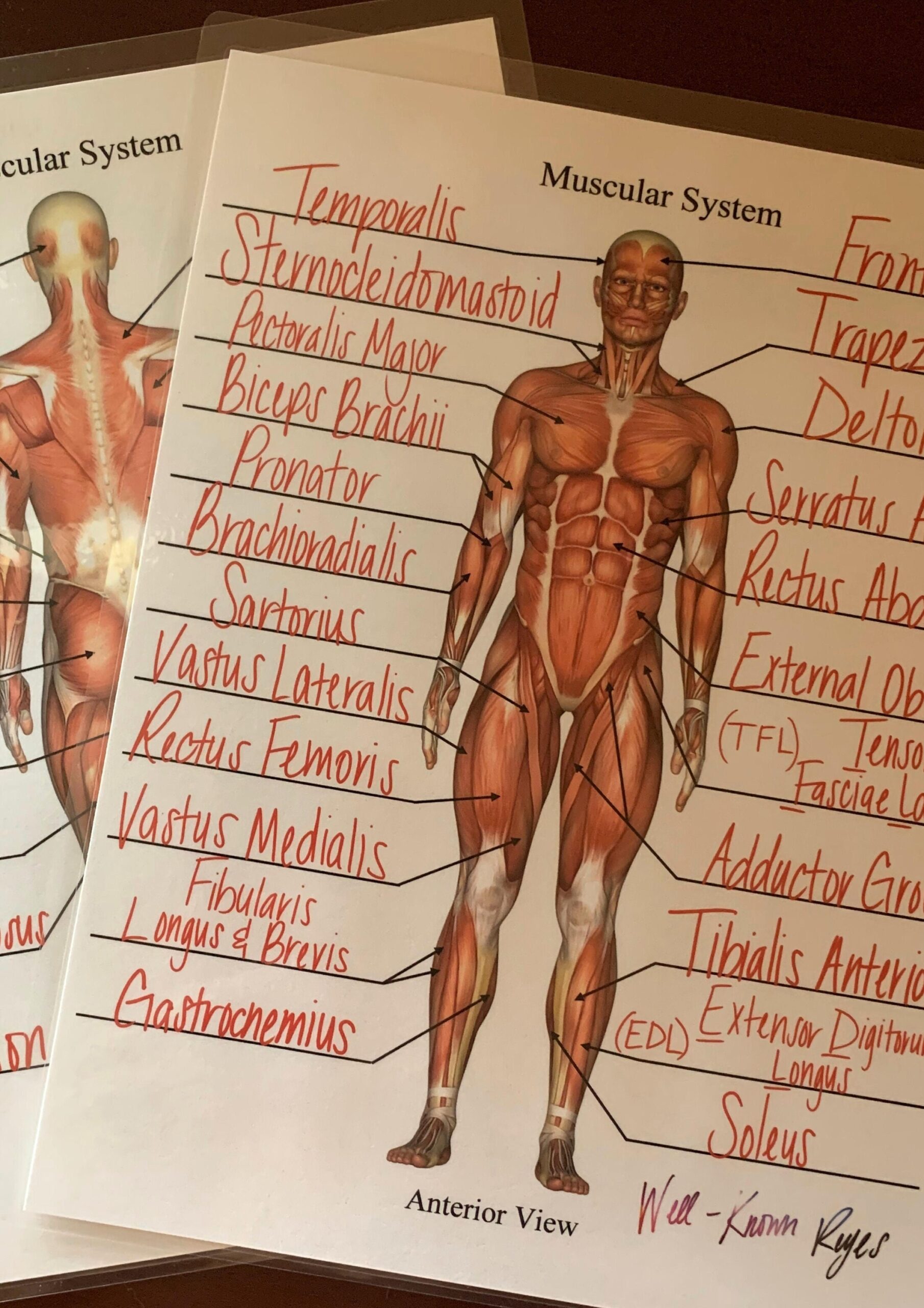 Printable Muscle Labeling Worksheet