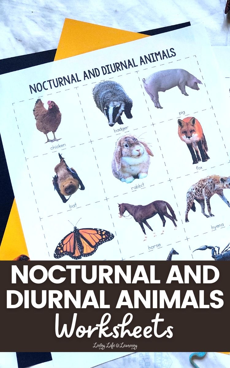 Diurnal And Nocturnal Animals Worksheets