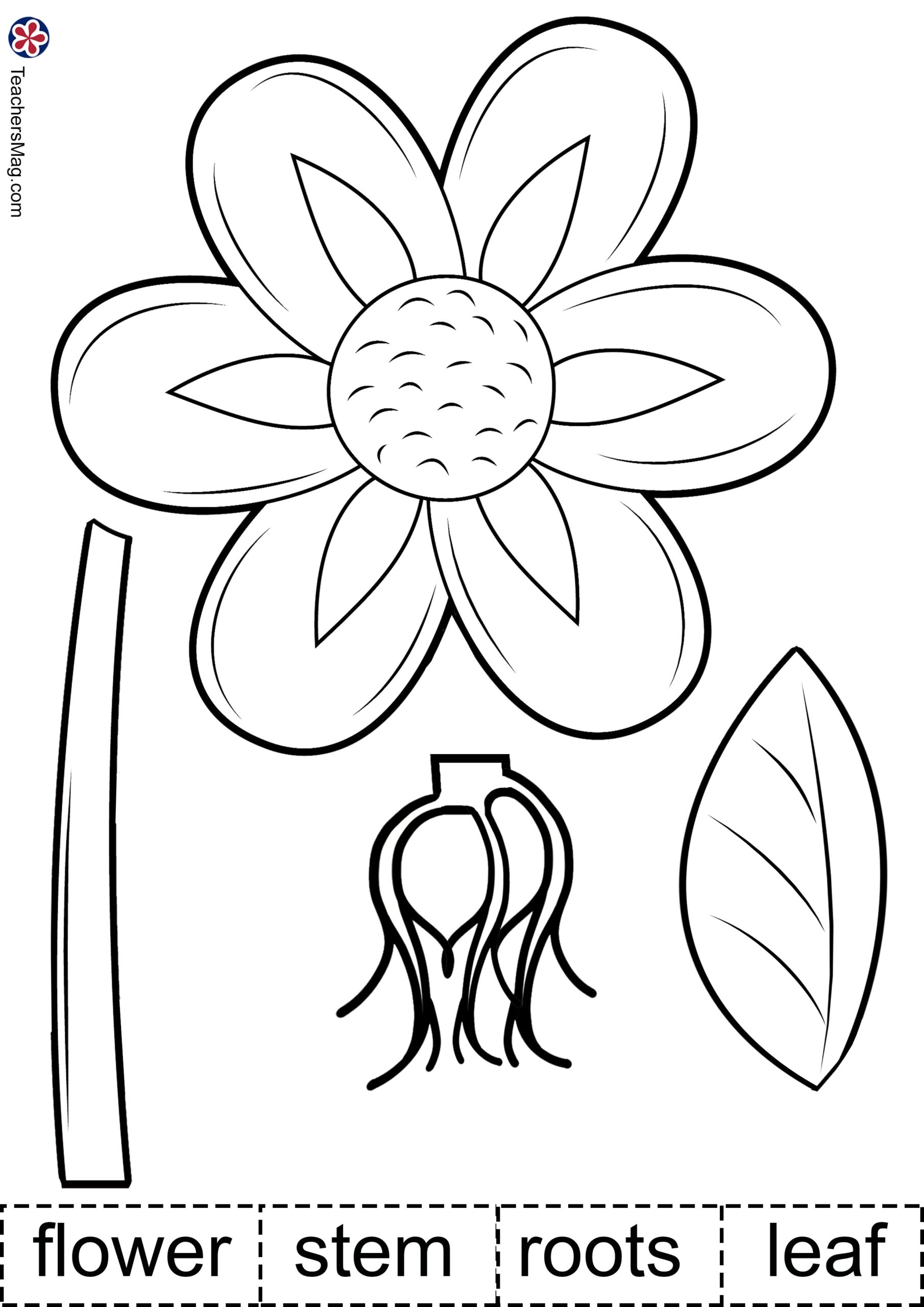 Plants Printable Worksheet For Preschoolers