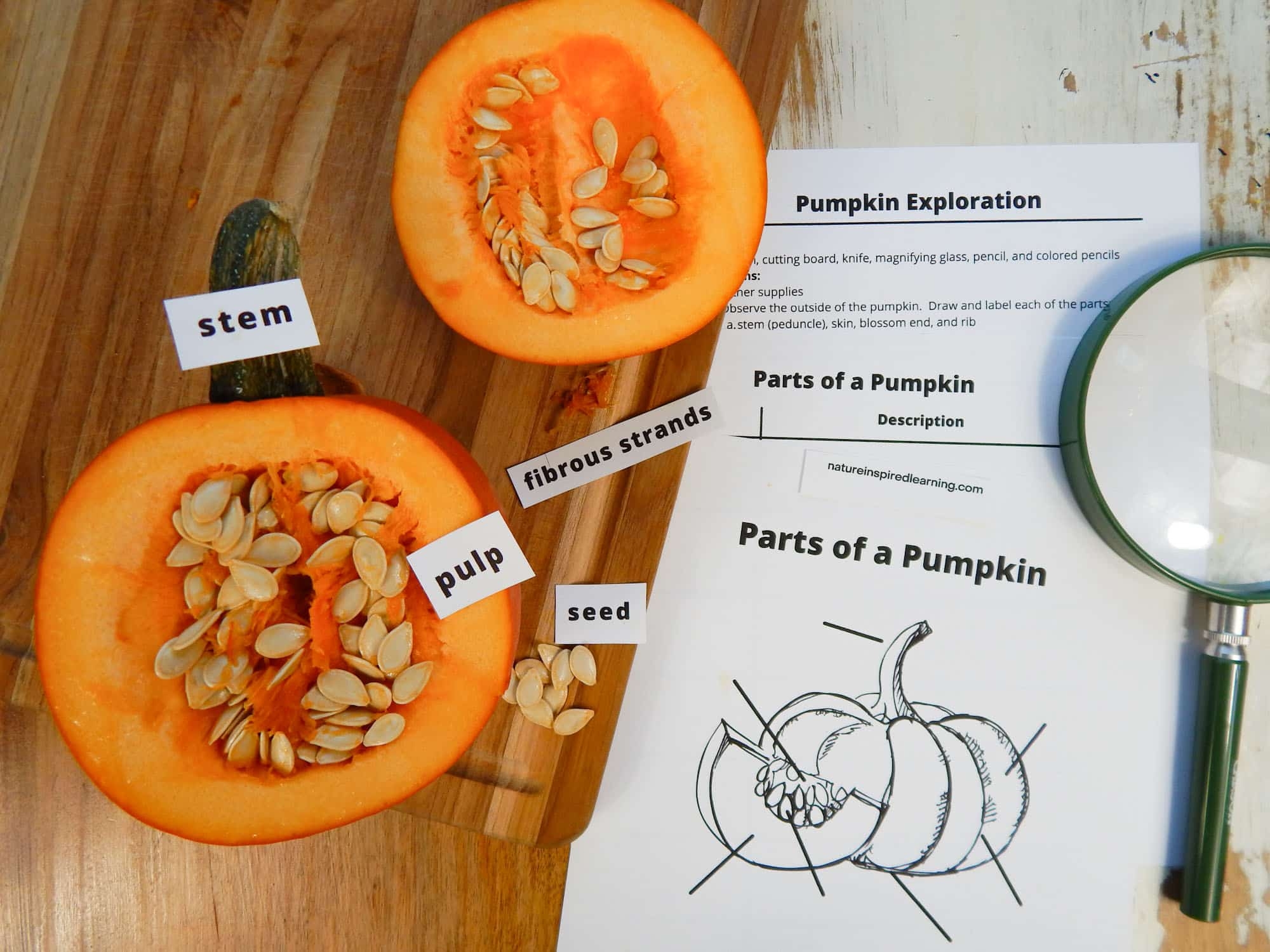 Pumpkin Exploration With Printables