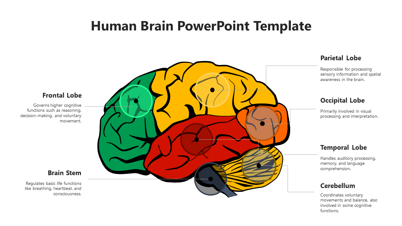 Free Printable Labeled Brain Pictures