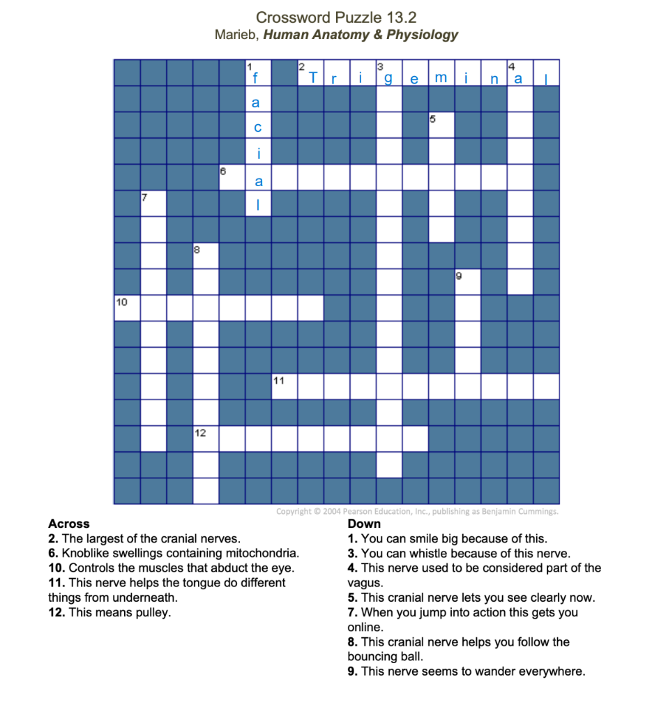 Solved Crossword Puzzle 13 2 Marieb Human Anatomy amp Chegg