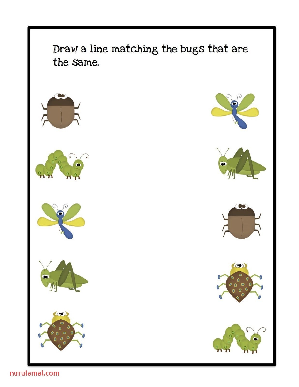 What Is An Insect Worksheets For Preschools Worksheets Library