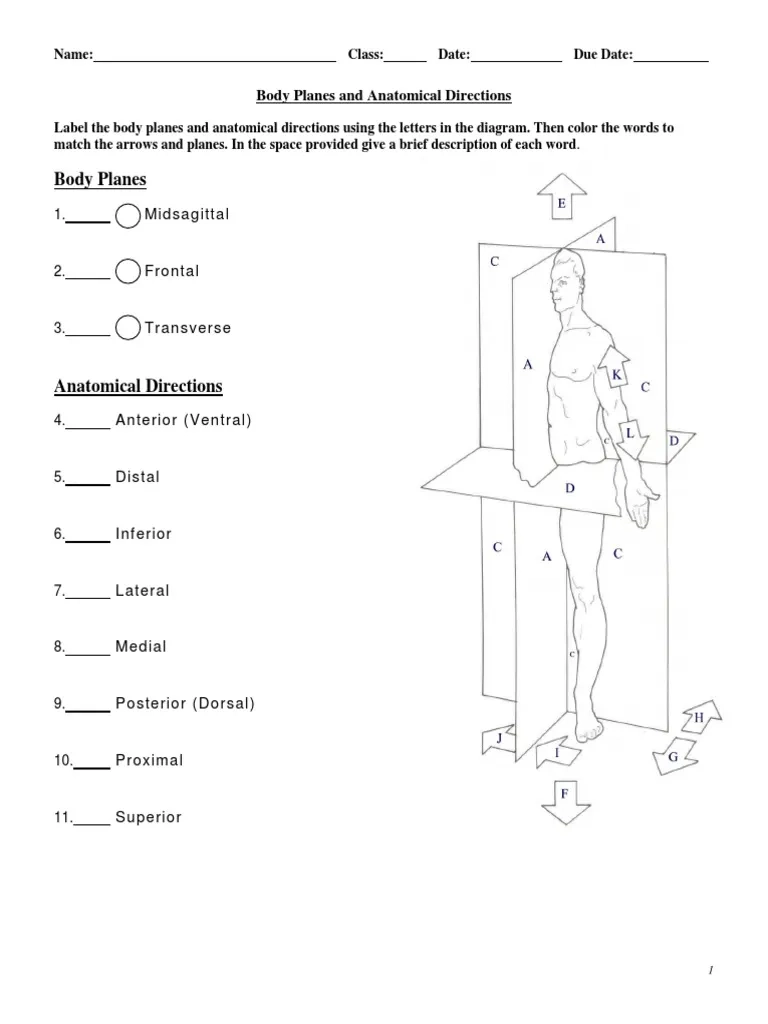 Anatomy And Physiology Worksheets Printable